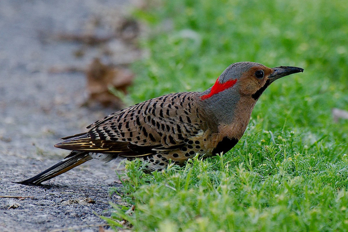 Northern Flicker (Yellow-shafted) - Rick Beaudon