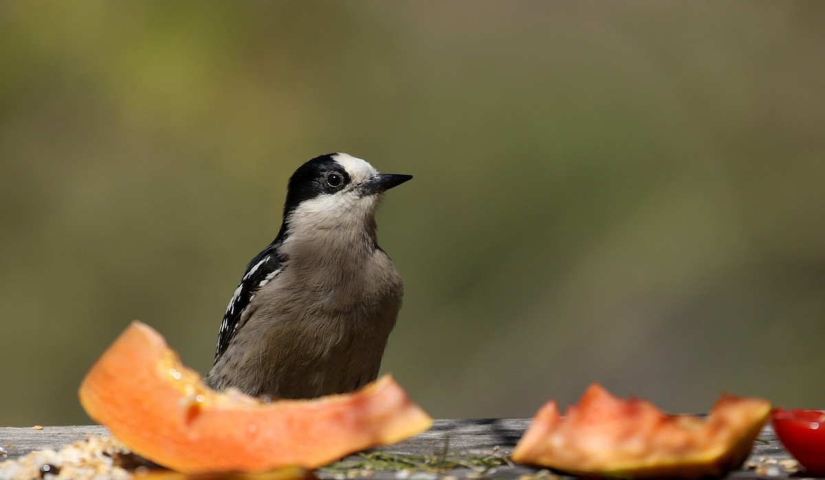 White-fronted Woodpecker - Jay McGowan