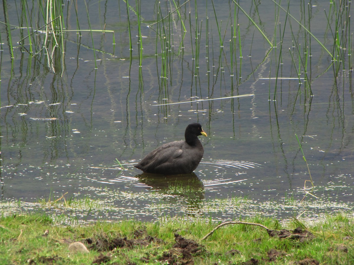 Red-gartered Coot - ML168768491