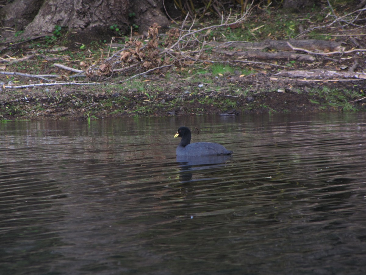 Red-gartered Coot - ML168768731