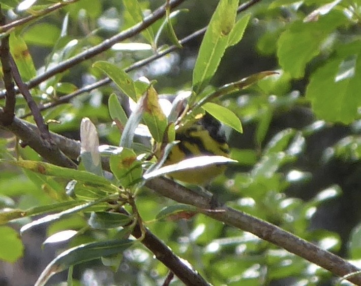 Magnolia Warbler - ML168769081