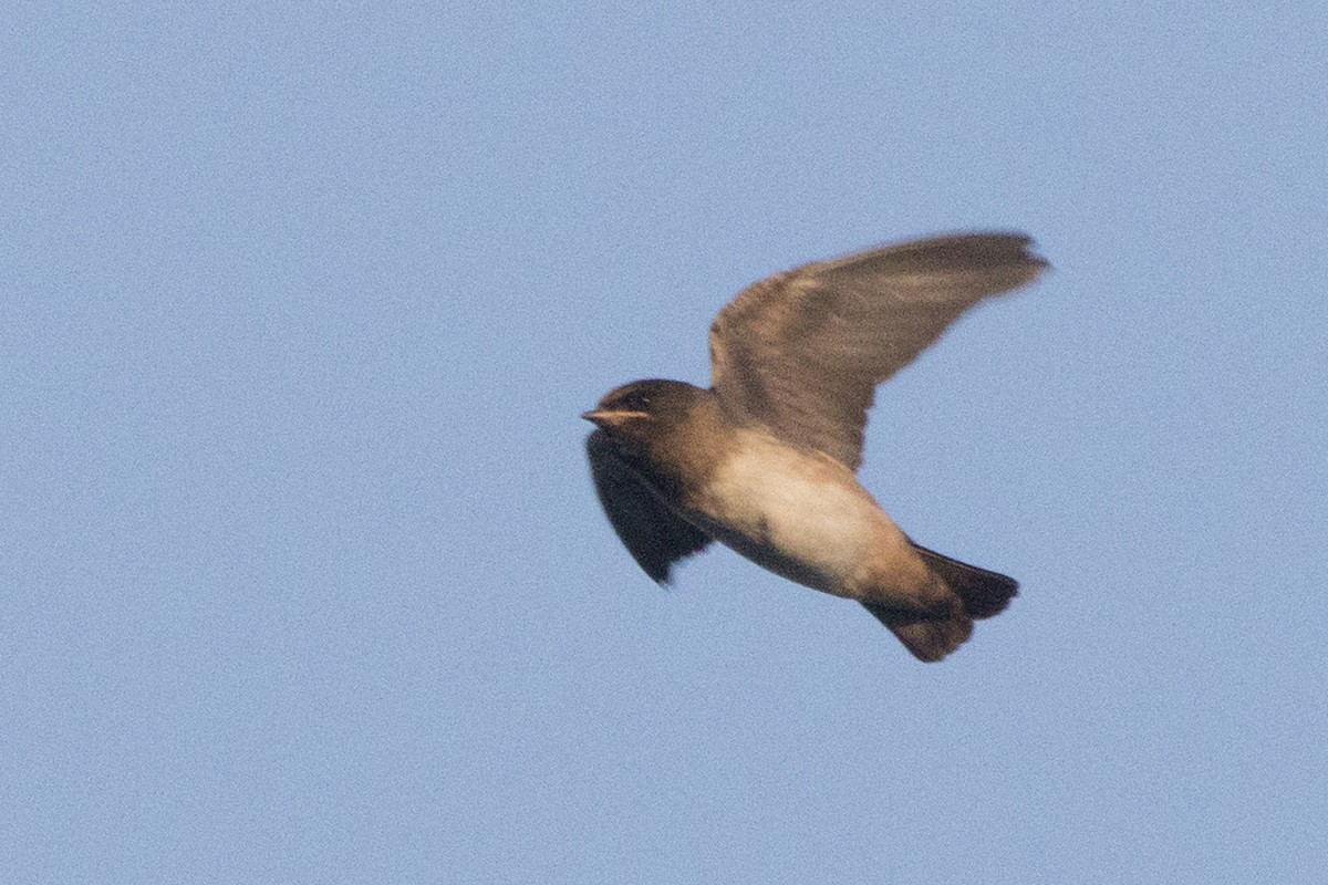 Northern Rough-winged Swallow - Michael Bowen