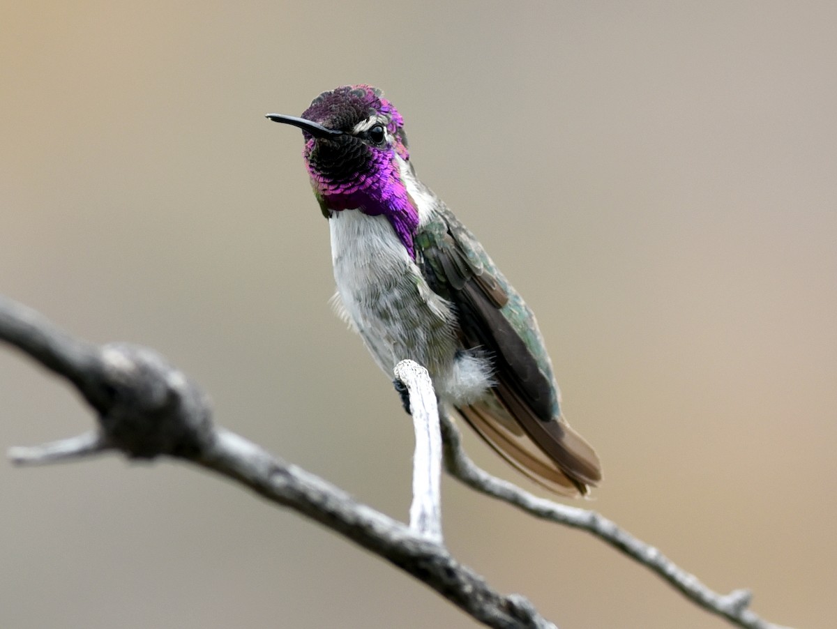 Costa's Hummingbird - jerald britten