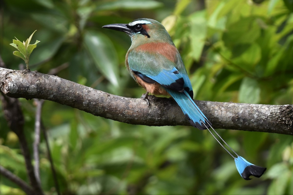 Turquoise-browed Motmot - Don Carbaugh