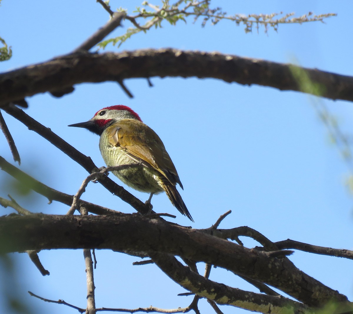 Golden-olive Woodpecker - Rosemary Lloyd