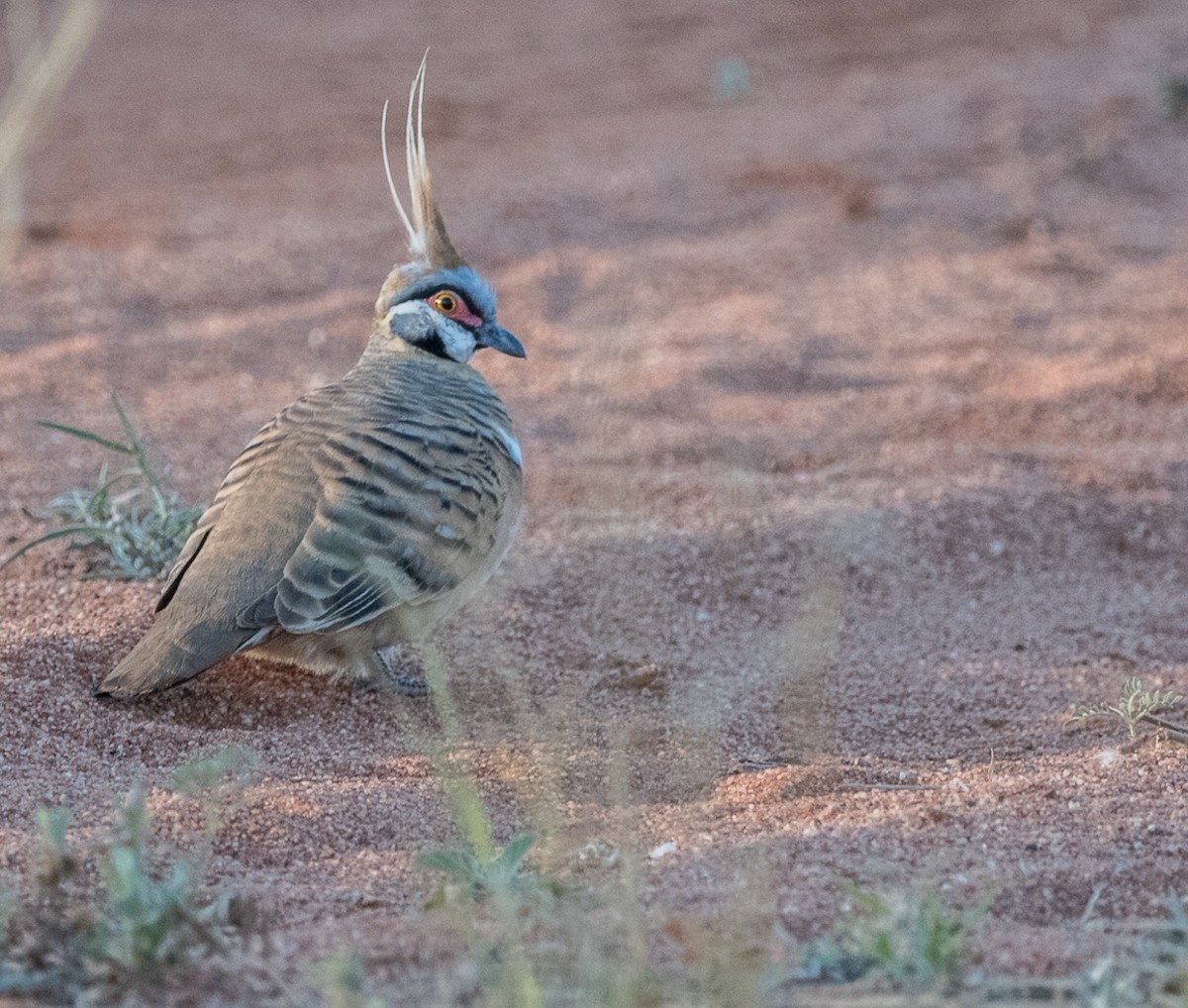 eBird Australia Checklist - 21 Jun 2019 - Diamantina Developmental Rd ...
