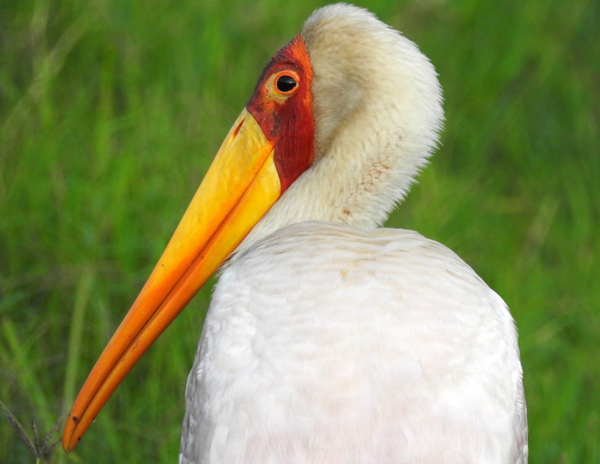 Yellow-billed Stork - Andy Frank
