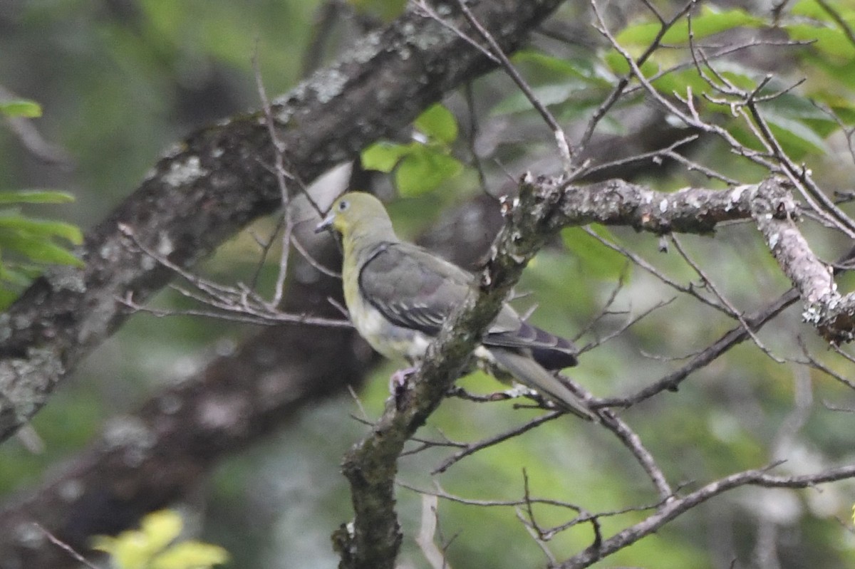 White-bellied Green-Pigeon - ML168782921
