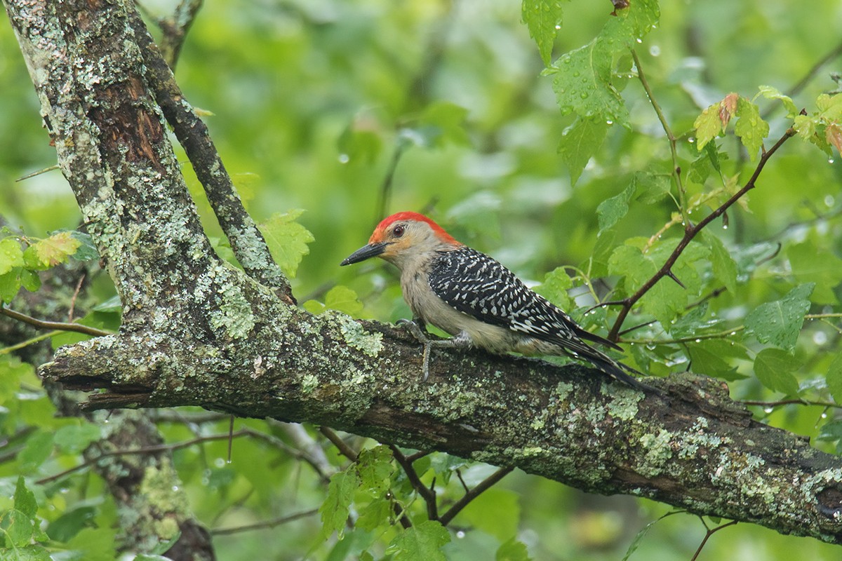 Red-bellied Woodpecker - Wich’yanan Limparungpatthanakij