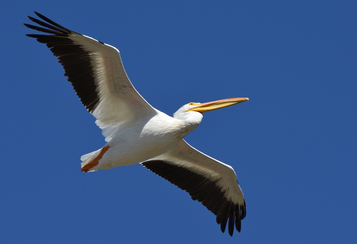 American White Pelican - ML168784101