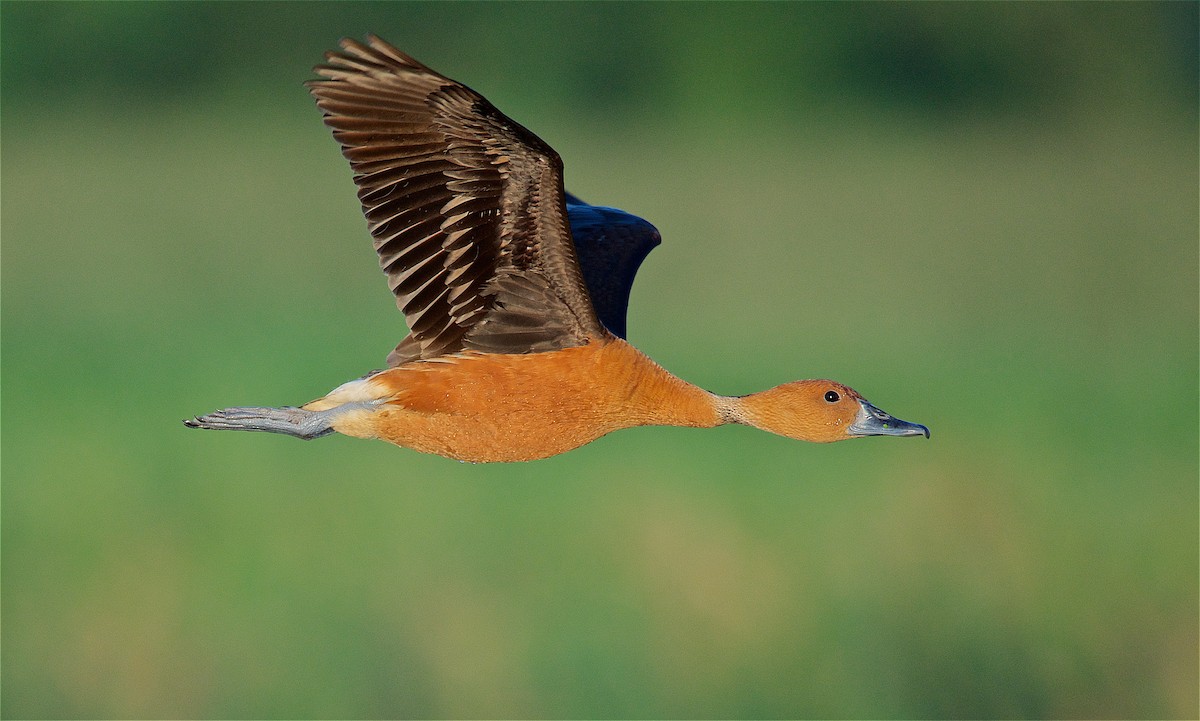 Fulvous Whistling-Duck - ML168786551