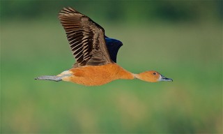 Fulvous Whistling-Duck, ML168786551