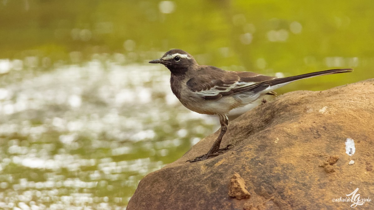 White-browed Wagtail - ML168787291
