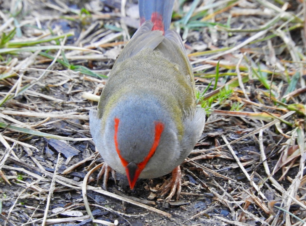 Red-browed Firetail - ML168787421