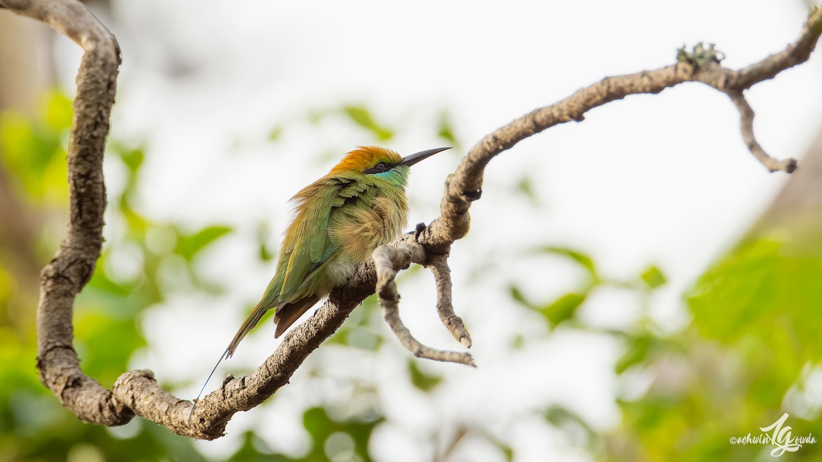 Asian Green Bee-eater - ML168789761