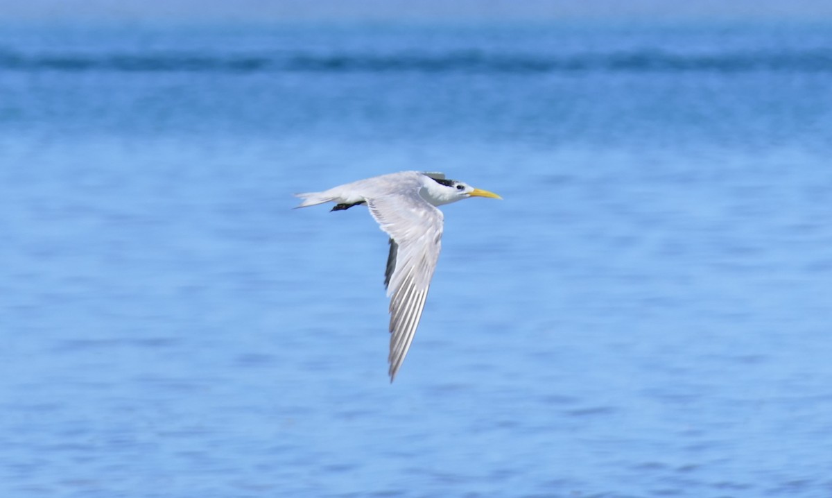 Great Crested Tern - ML168793851