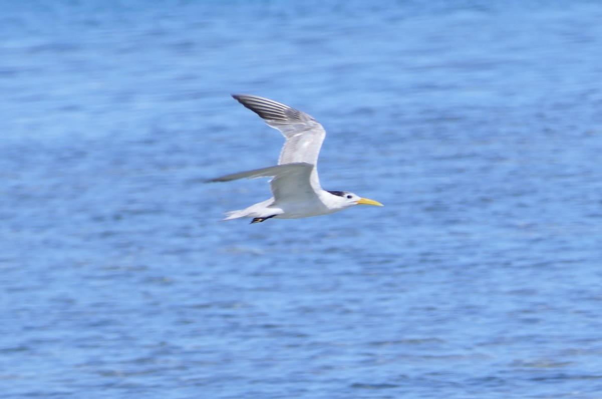 Great Crested Tern - ML168793871