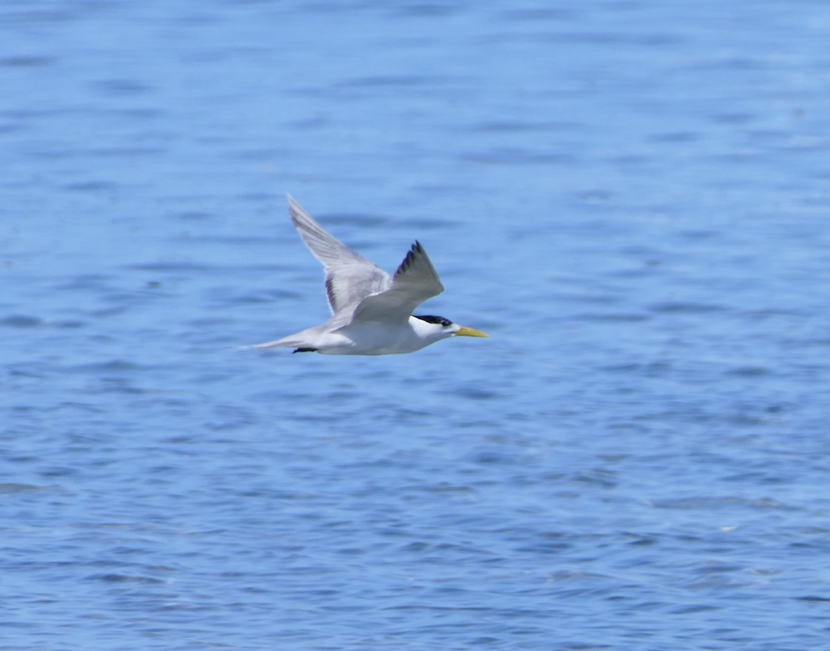 Great Crested Tern - ML168793891