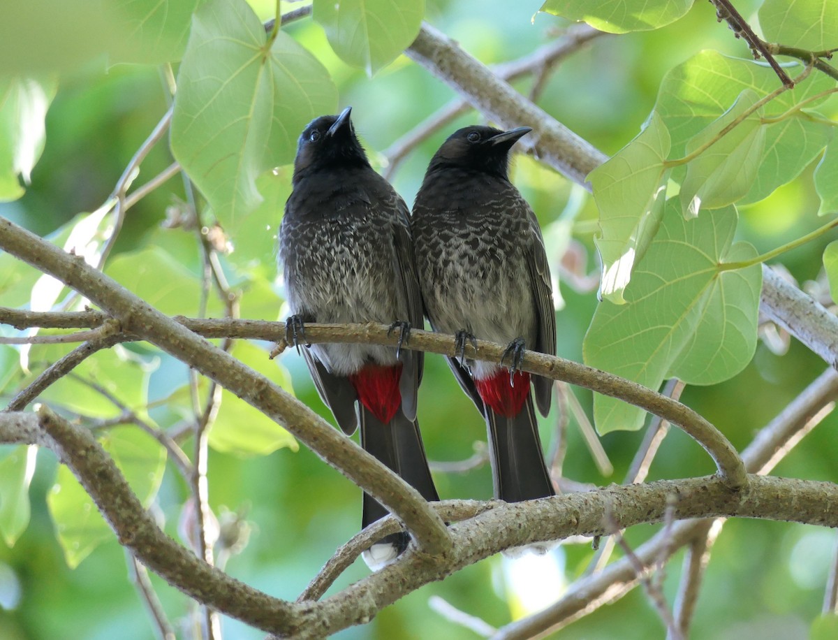 Red-vented Bulbul - ML168794751
