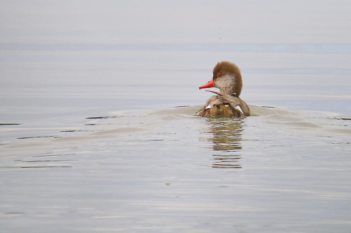 Red-crested Pochard - A W