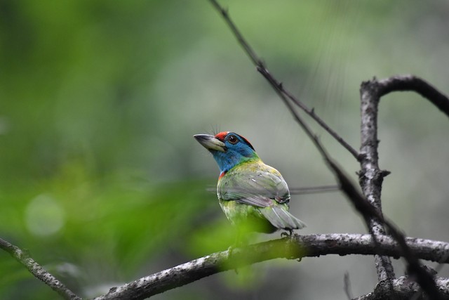 Formative Blue-throated Barbet (subspecies&nbsp;<em class="SciName notranslate">asiaticus</em>). - Blue-throated Barbet - 