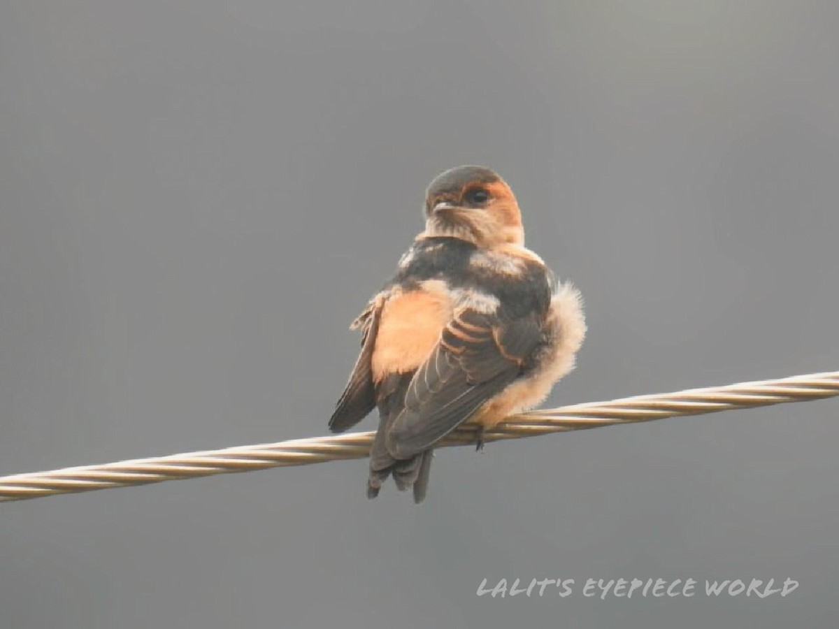 Red-rumped Swallow - Lalit Kapoor