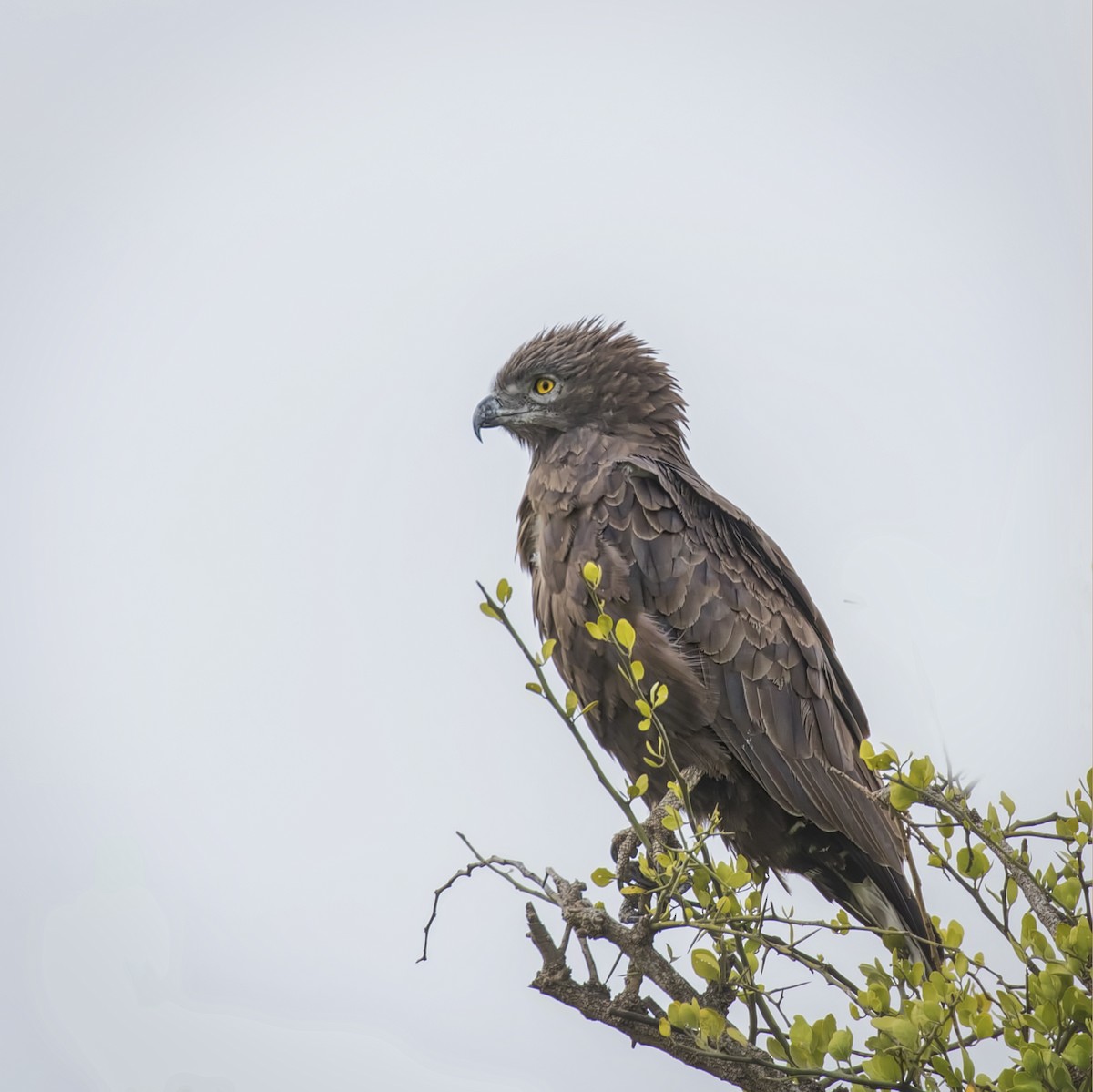 Brown Snake-Eagle - Cindy Cone