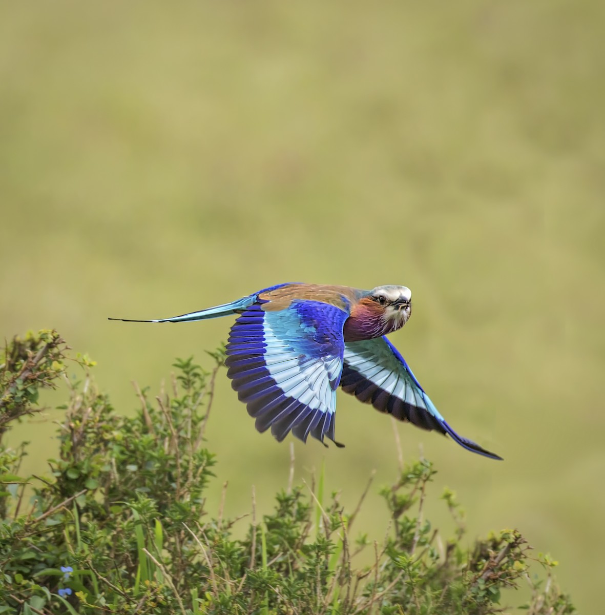 Lilac-breasted Roller - ML168806541