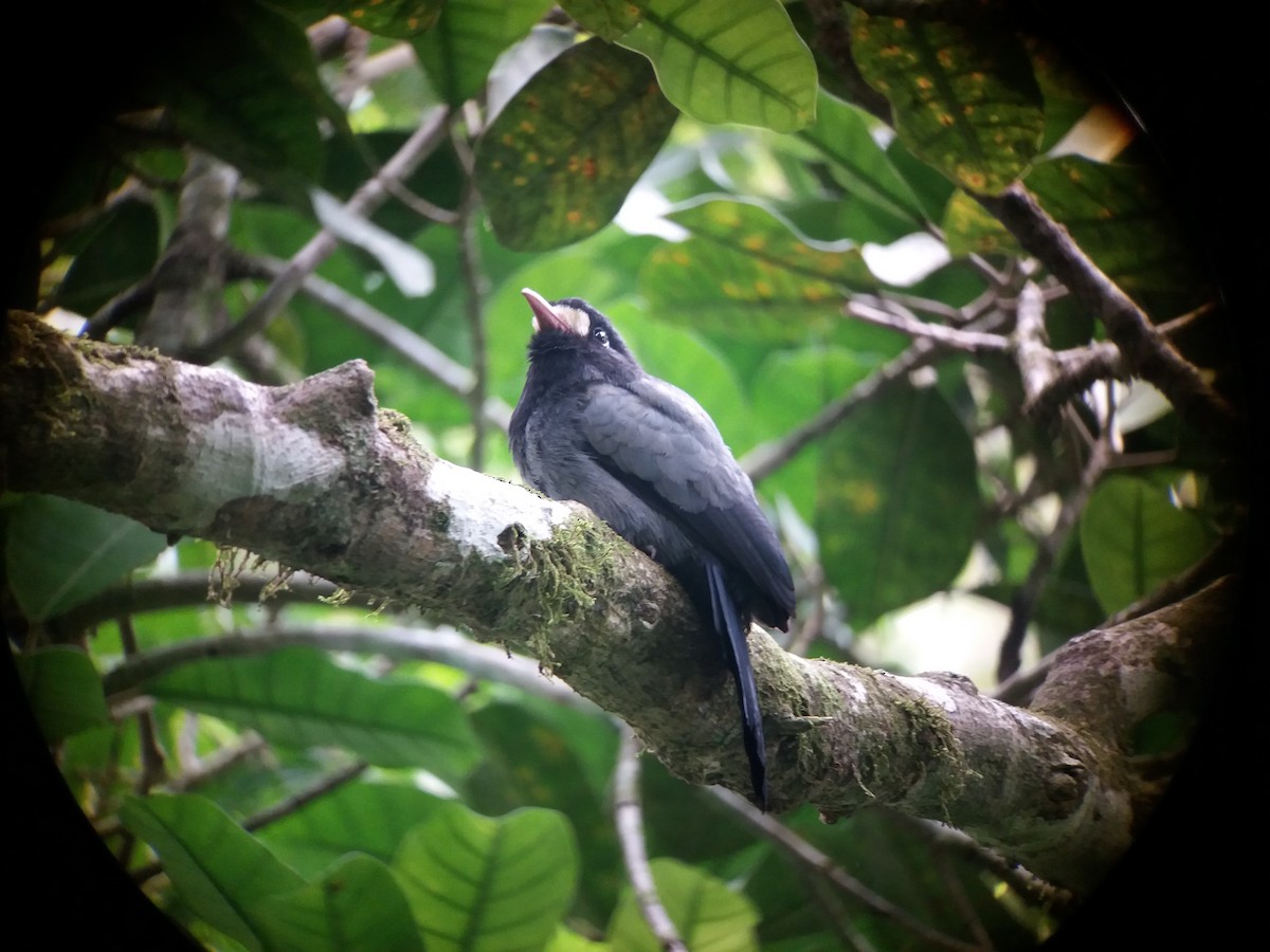 White-fronted Nunbird (Pale-winged) - ML168808381