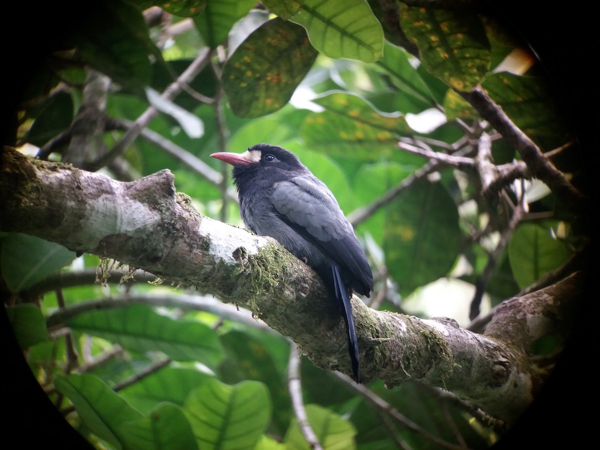 White-fronted Nunbird (Pale-winged) - ML168808401