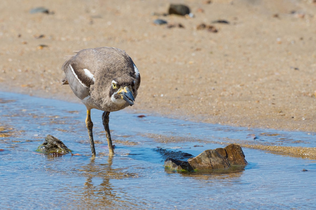 Beach Thick-knee - Terence Alexander