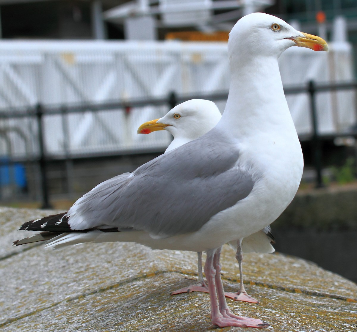Herring Gull (European) - ML168810241