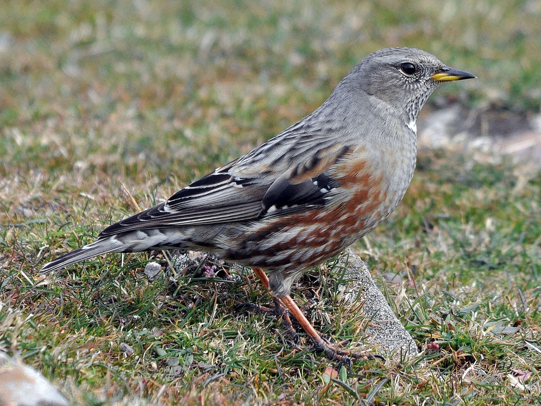 Alpine Accentor - Antonio Ceballos Barbancho