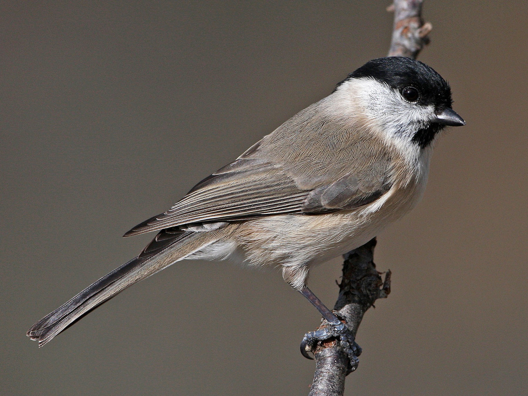 Marsh Tit - Javier Robres