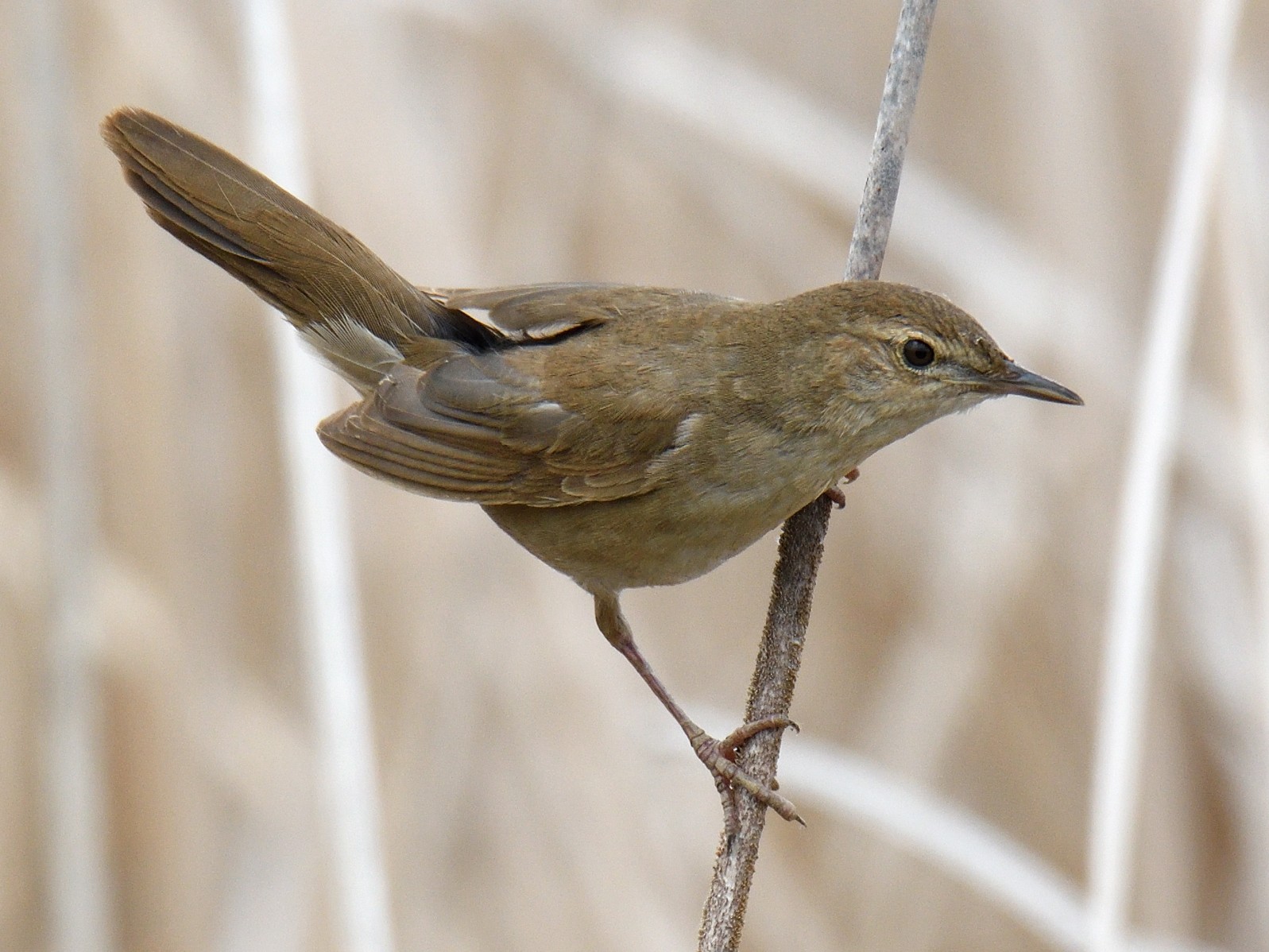 Savi's Warbler - Manuel Segura Herrero