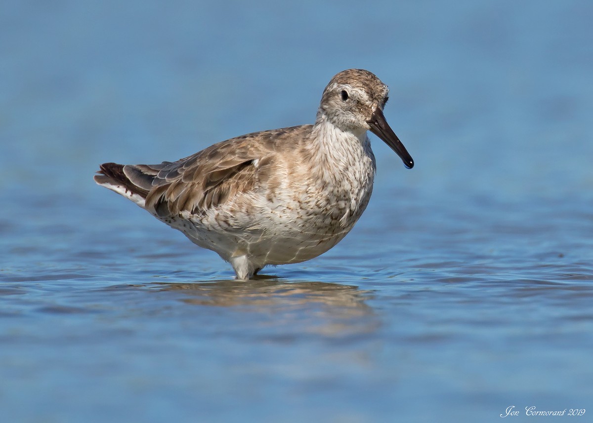 Red Knot - ML168812401
