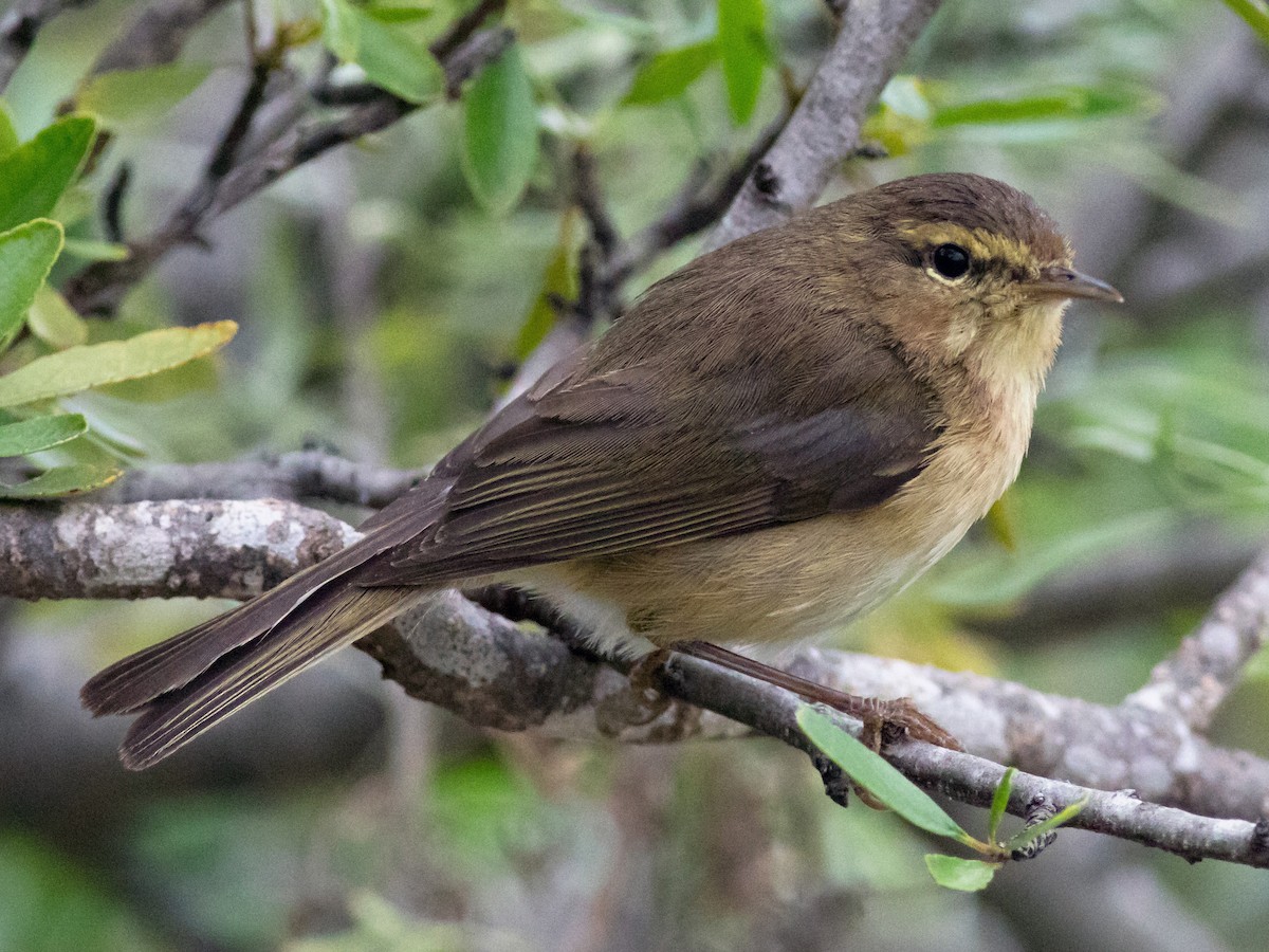 Canary Islands Chiffchaff - Phylloscopus canariensis - Birds of the World