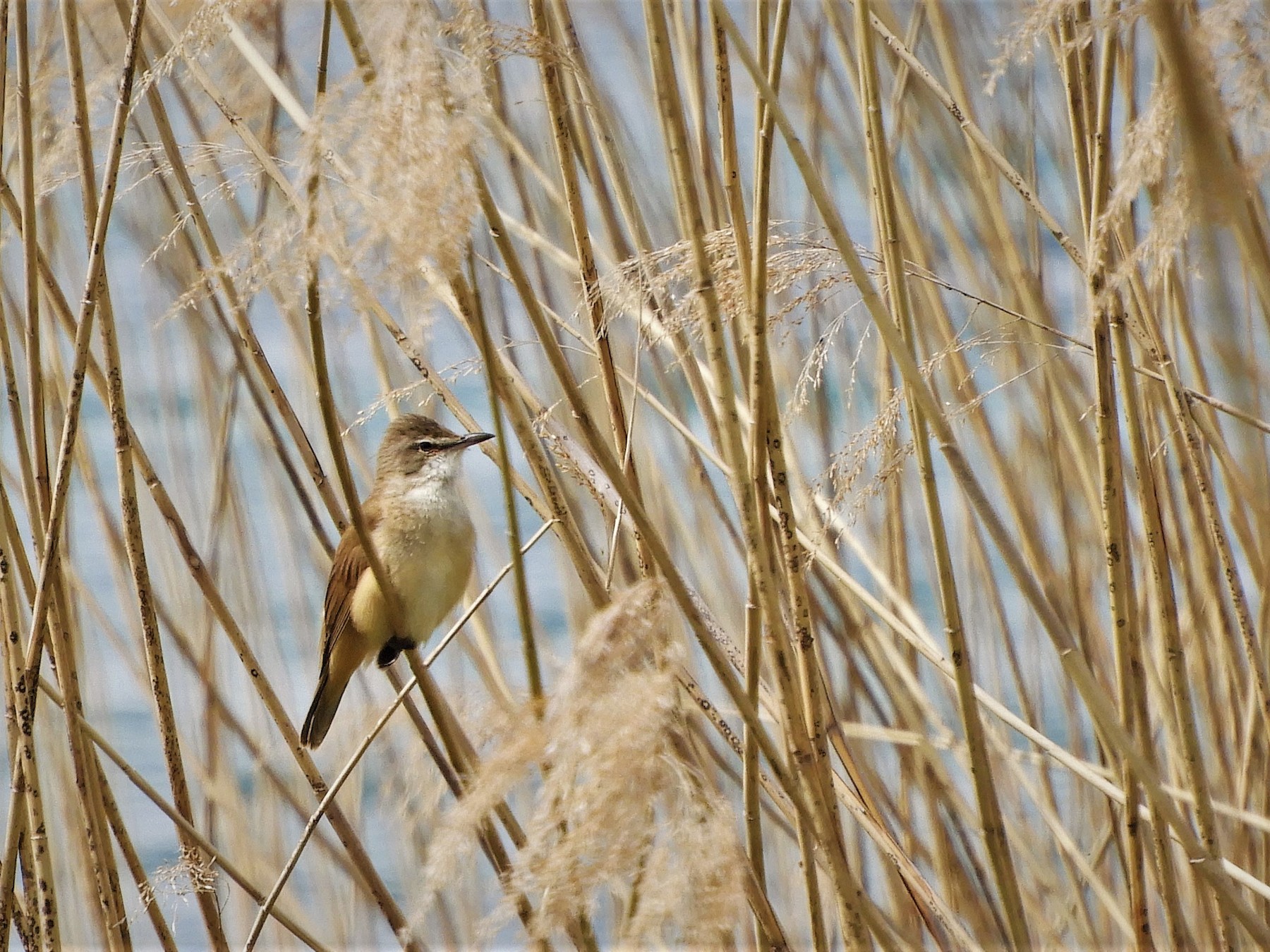 Great Reed Warbler - Andy  Woodward