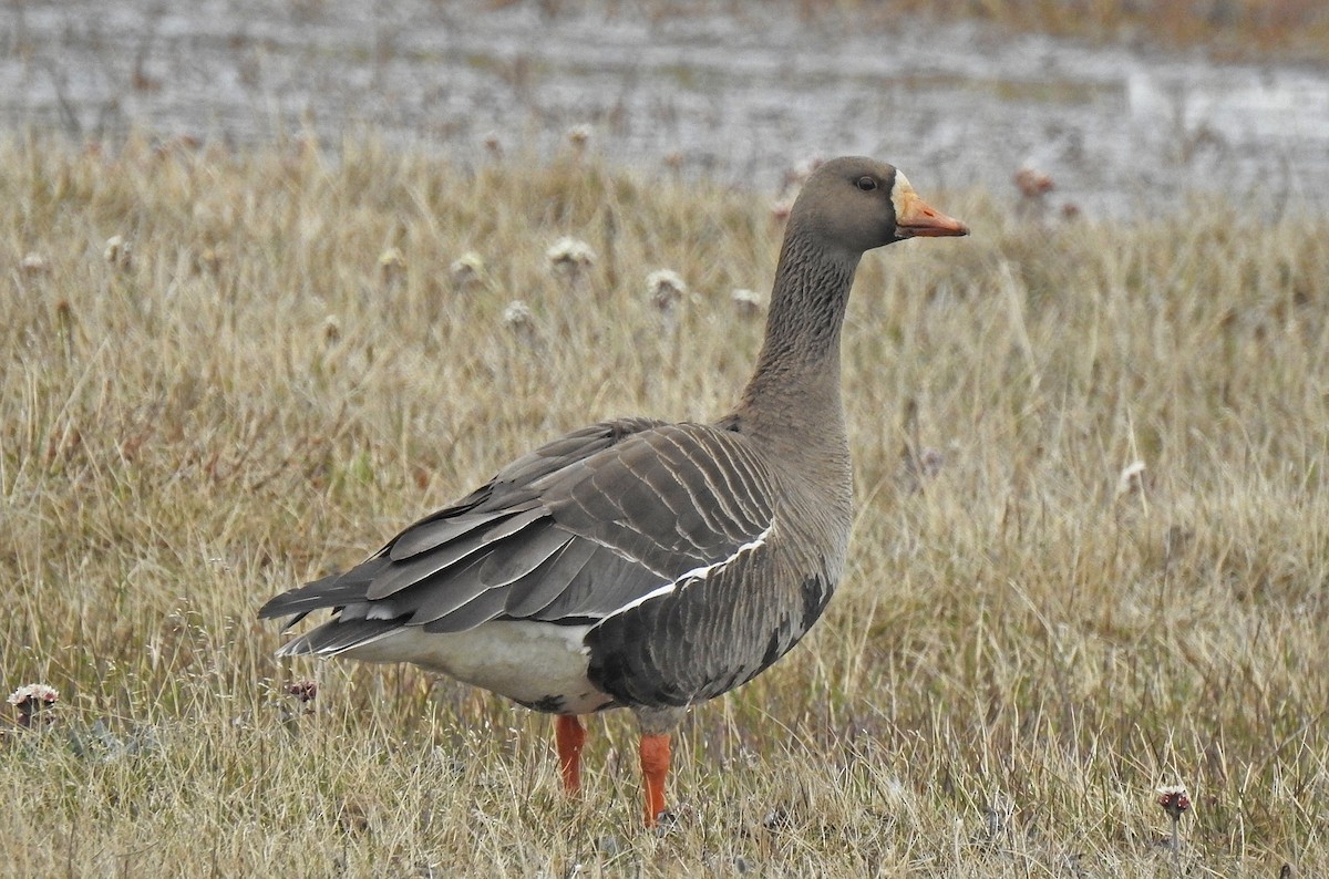 Greater White-fronted Goose - ML168815141