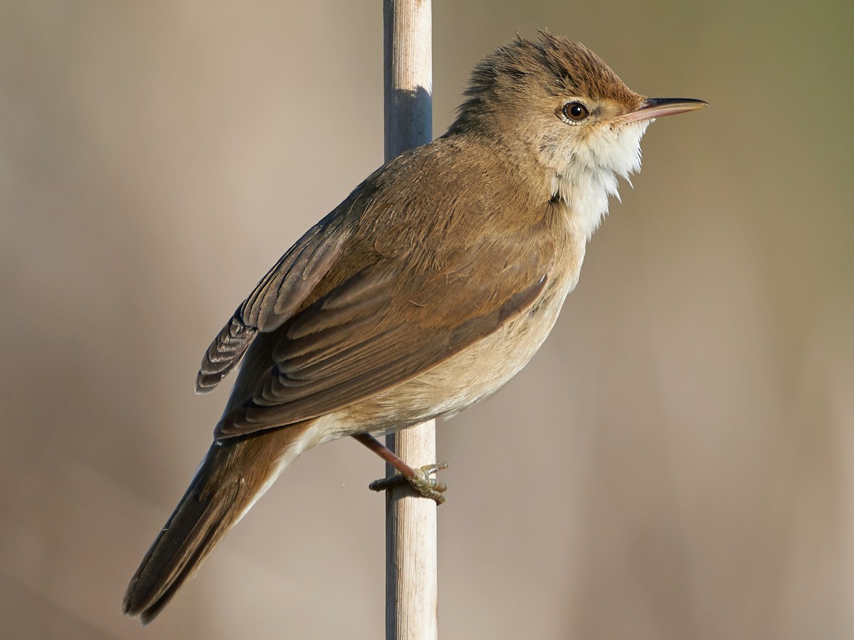Common Reed Warbler Acrocephalus Scirpaceus Birds Of The World