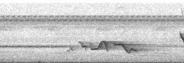 カオジロブユムシクイ（parvirostris） - ML168818
