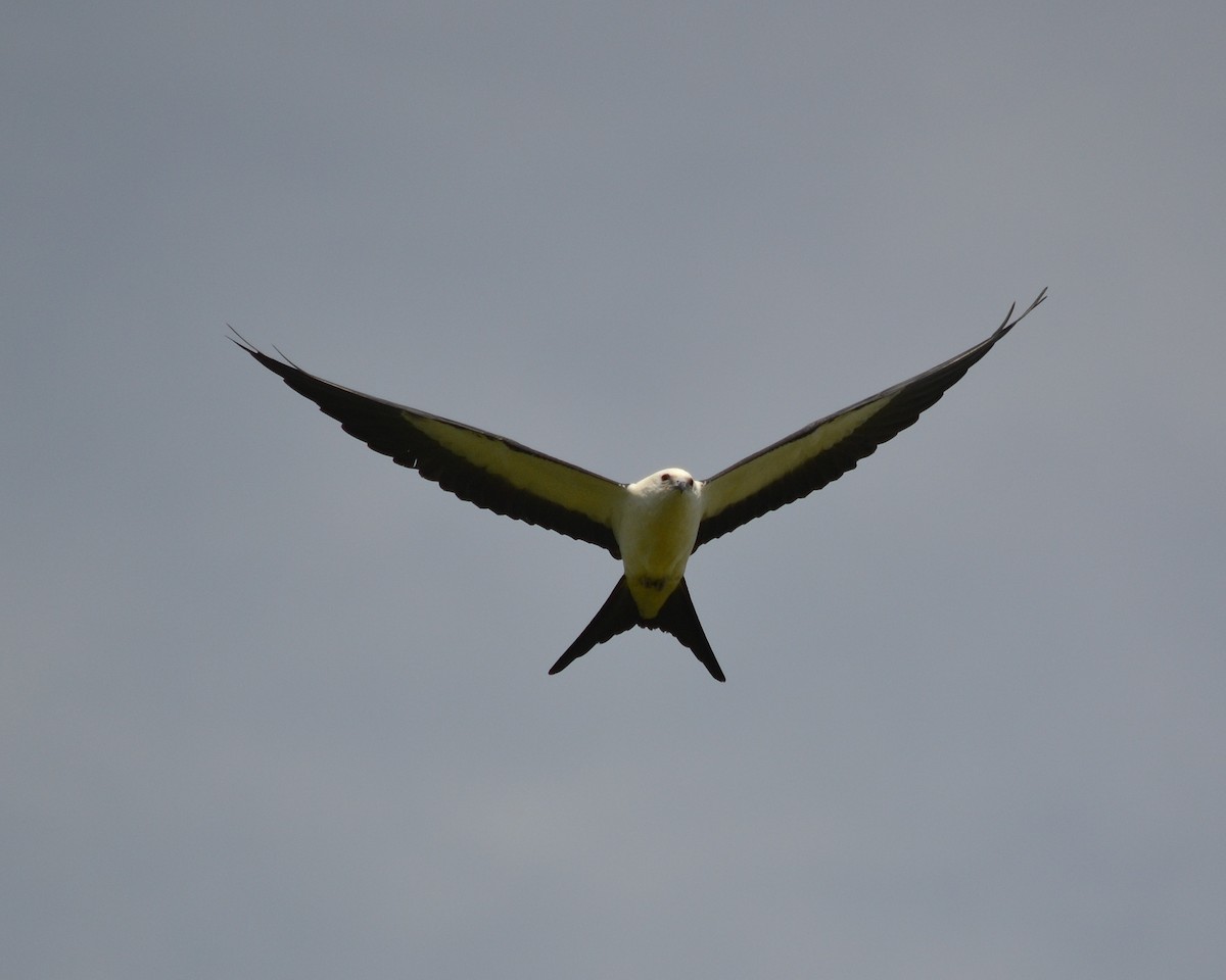Swallow-tailed Kite - ML168826851