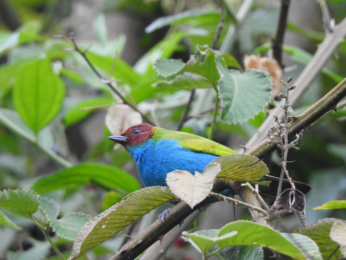 Bay-headed Tanager - ML168827251