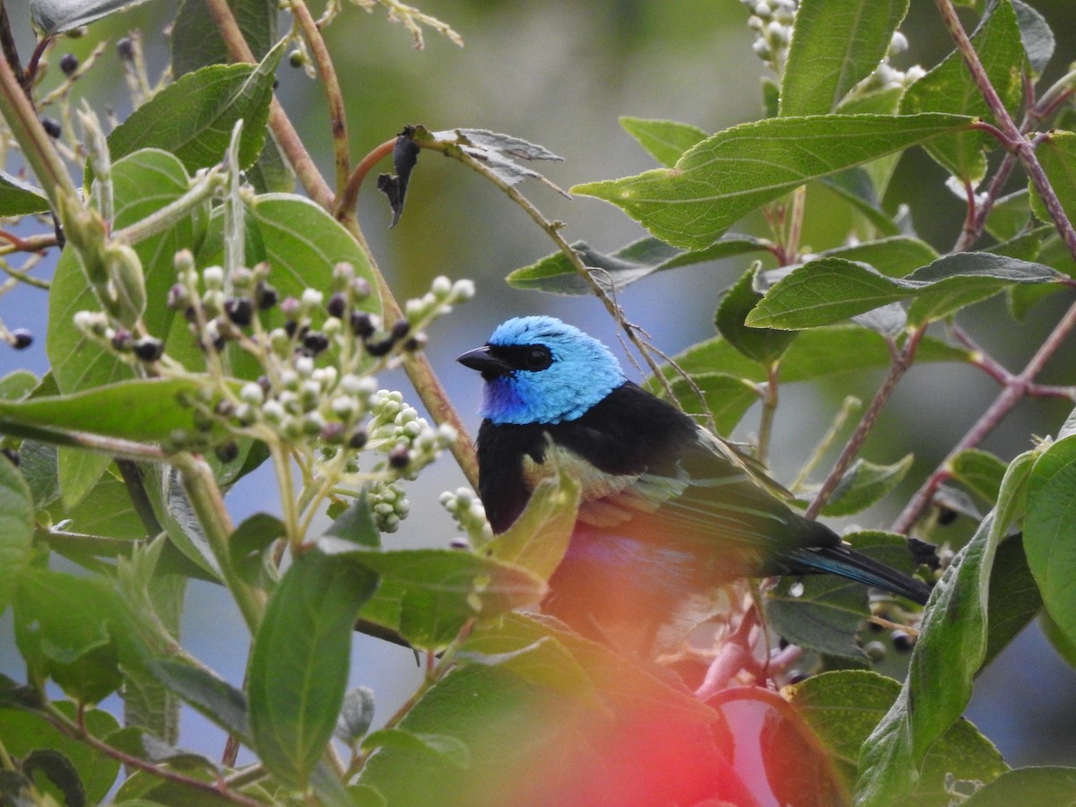 Blue-necked Tanager - ML168827541