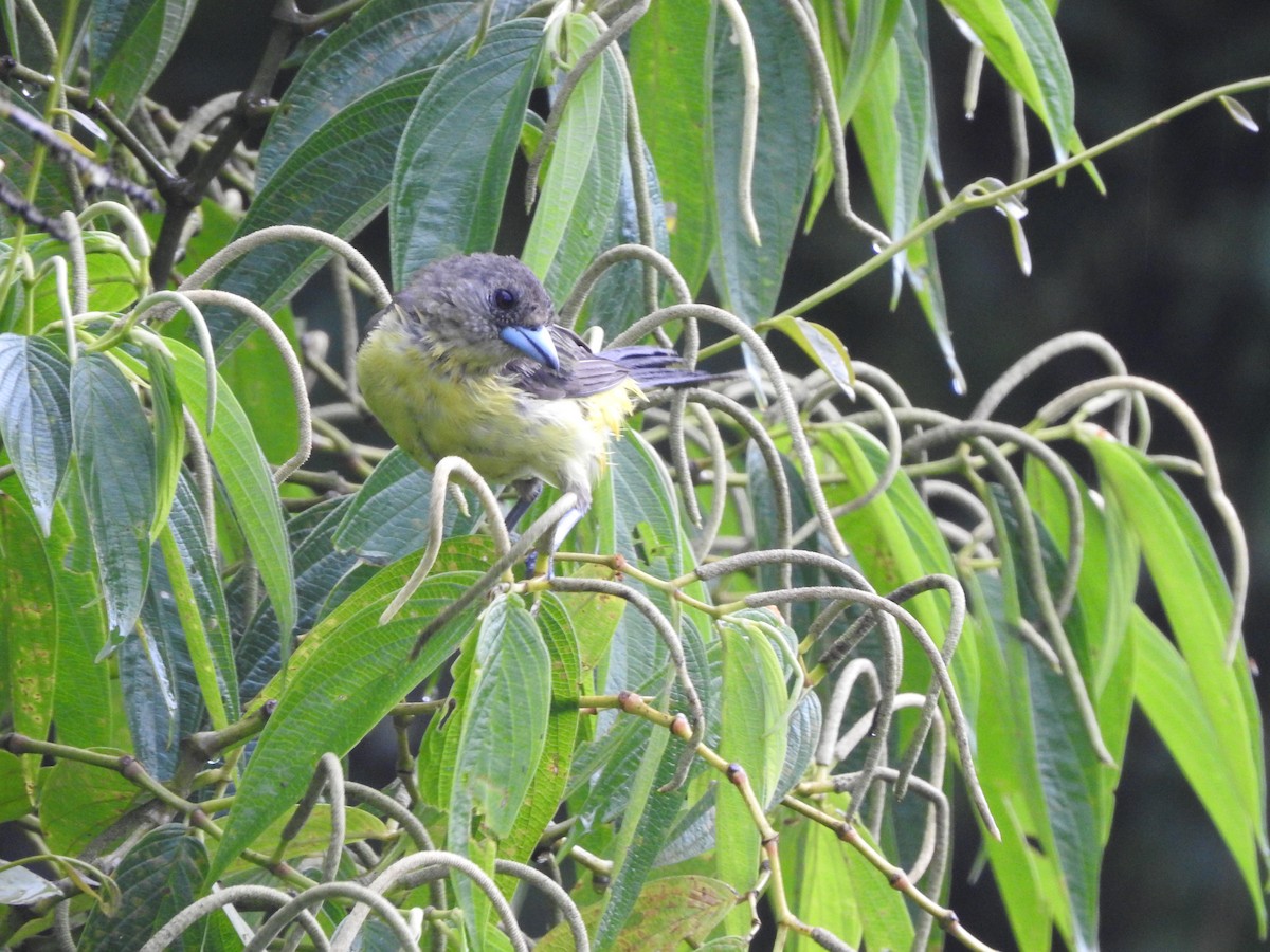 Flame-rumped Tanager - ML168828381