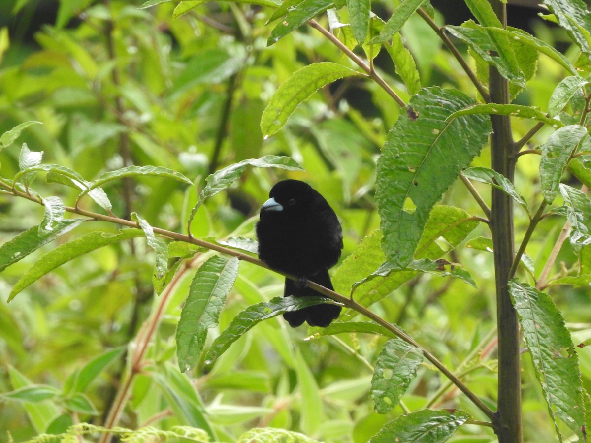 Flame-rumped Tanager - ML168828391
