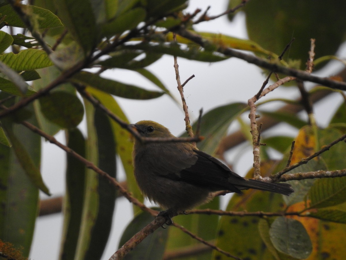 Palm Tanager - ML168828801