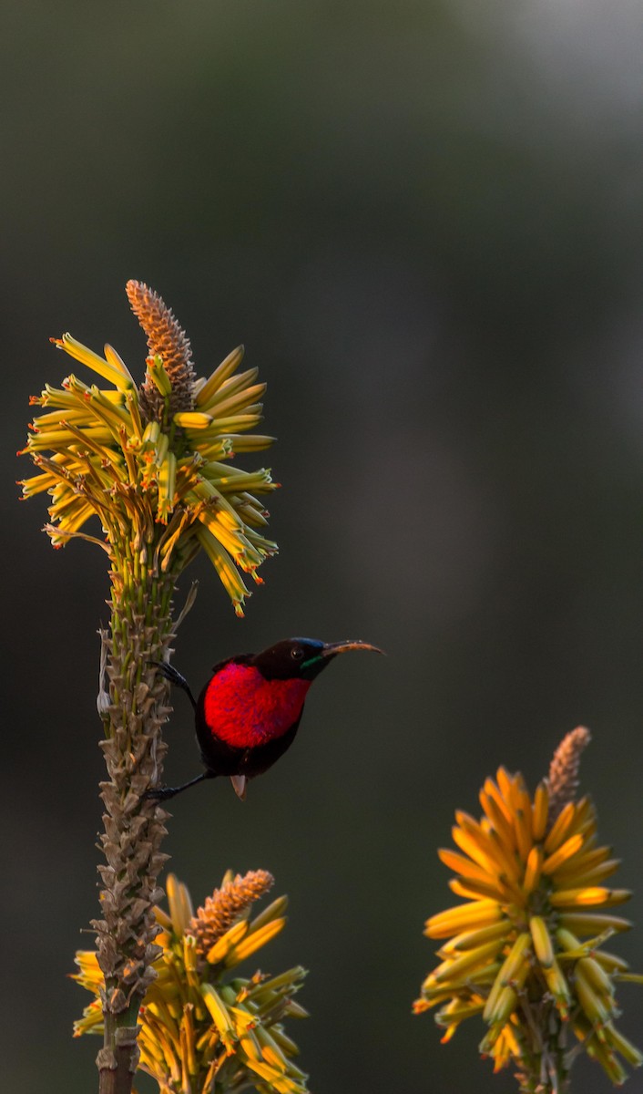 Scarlet-chested Sunbird - Angus Fitton