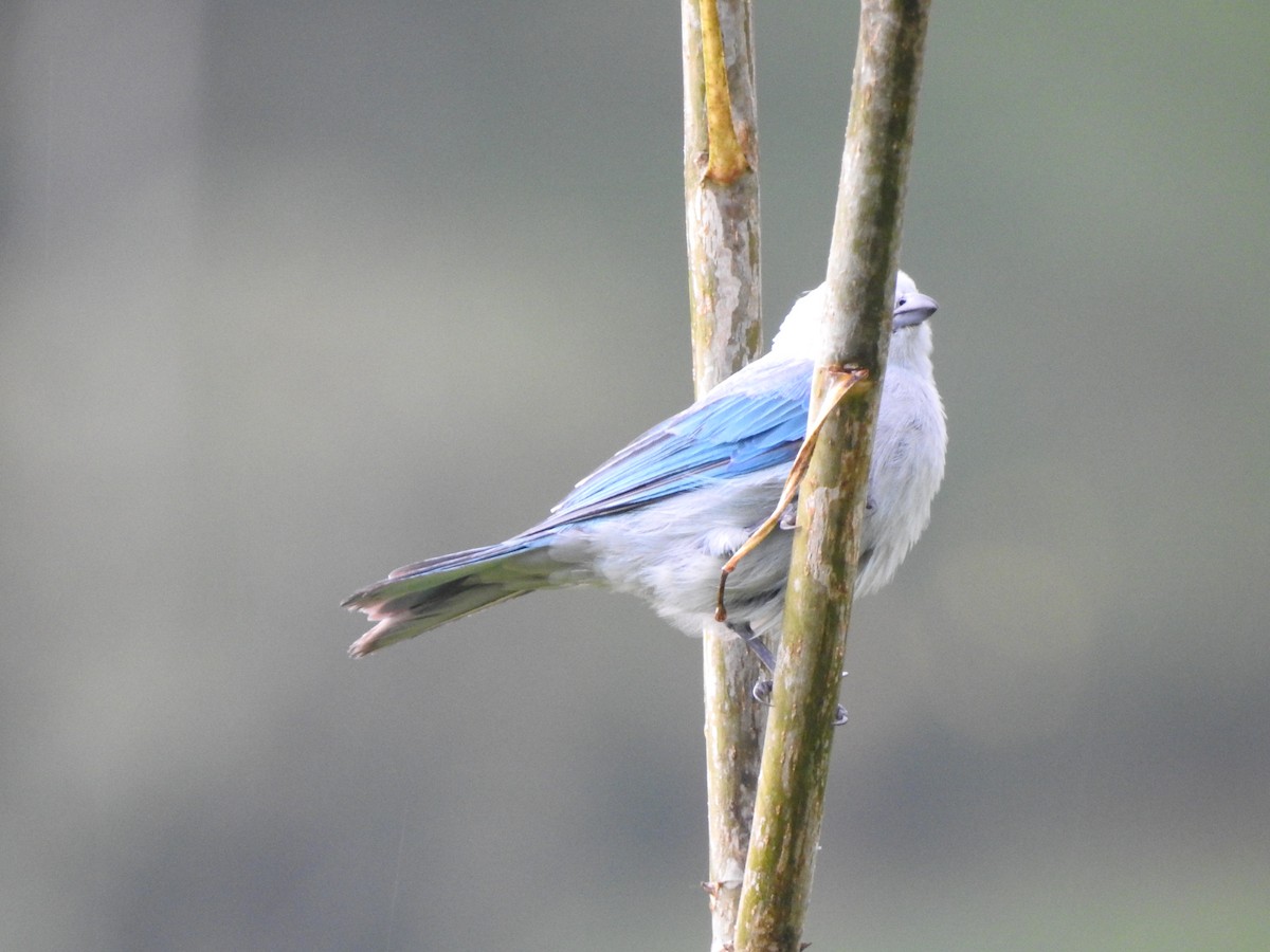 Blue-gray Tanager - ML168829511