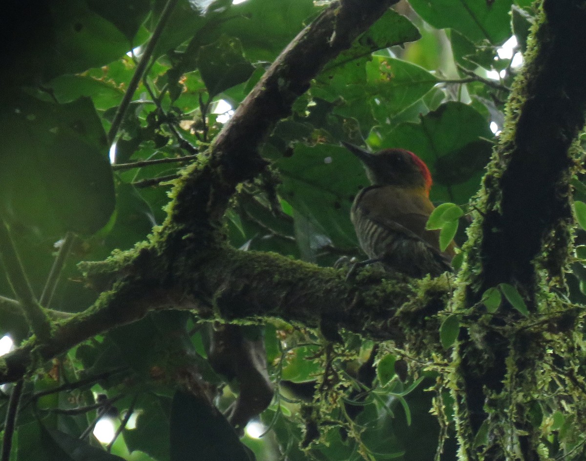 Red-stained Woodpecker - ML168829831